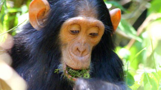 Illustration for article titled Scientists Watch How New Technologies Spread Among Wild Chimps